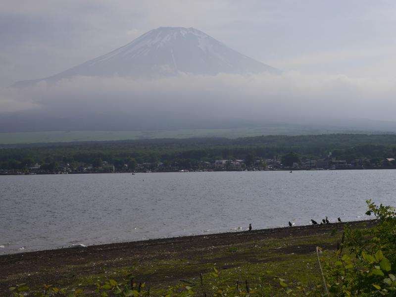 対岸の長池付近からの富士山