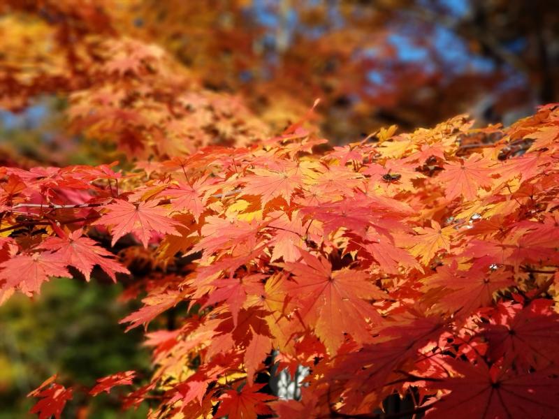 10月末には敷地内でも紅葉が見られます。
