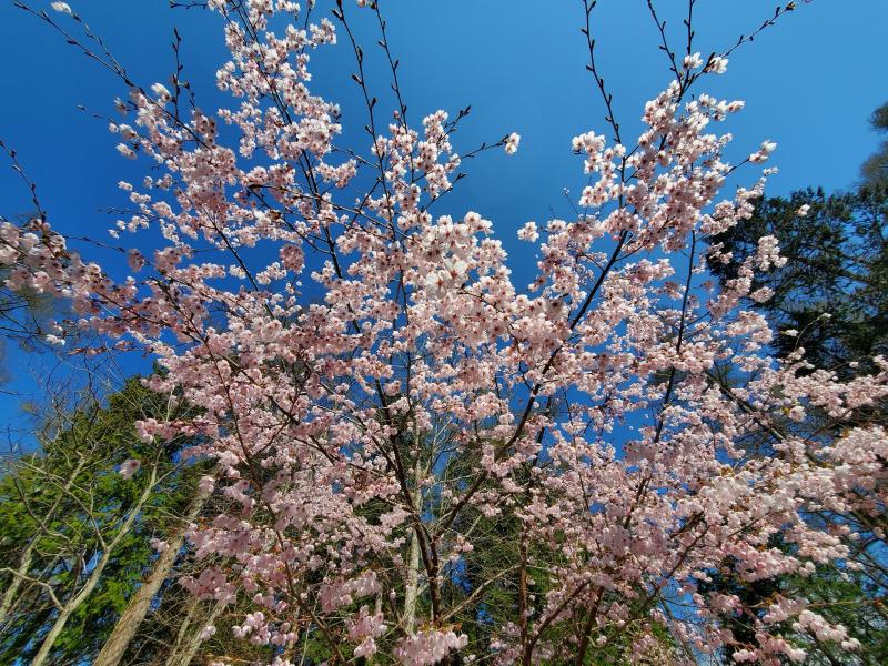 山中湖周辺の桜（富士桜、八重桜など）は例年4月下旬に満開となります。