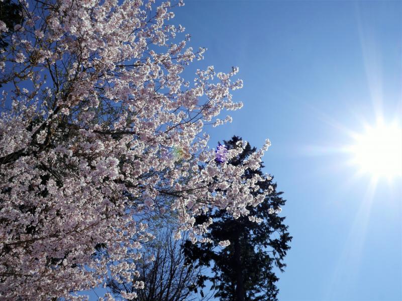 フジザクラと共に咲く山中湖の八重桜。そろそろ満開です(４月下旬撮影）