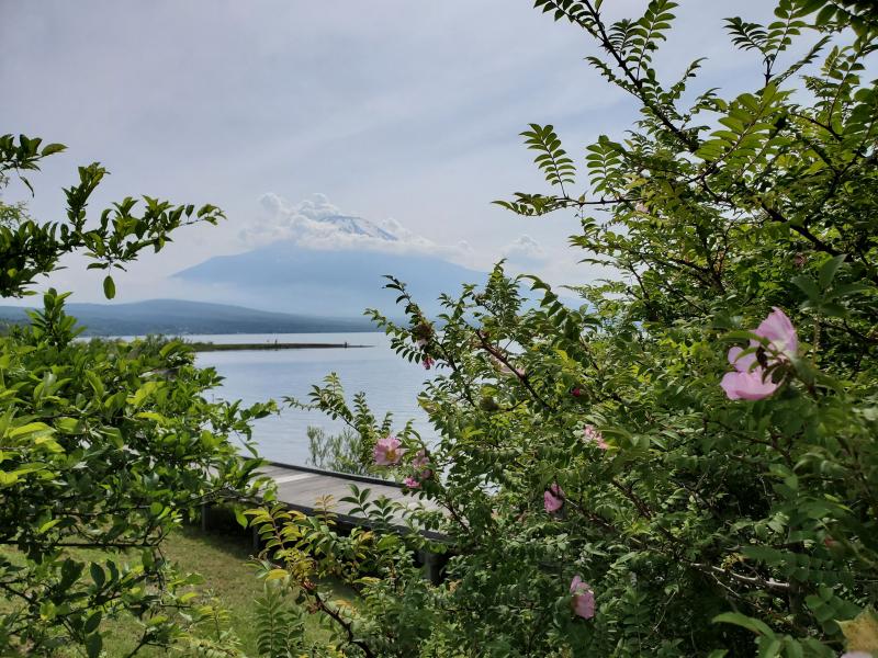 山中湖村の花に指定されているサンショウバラ。