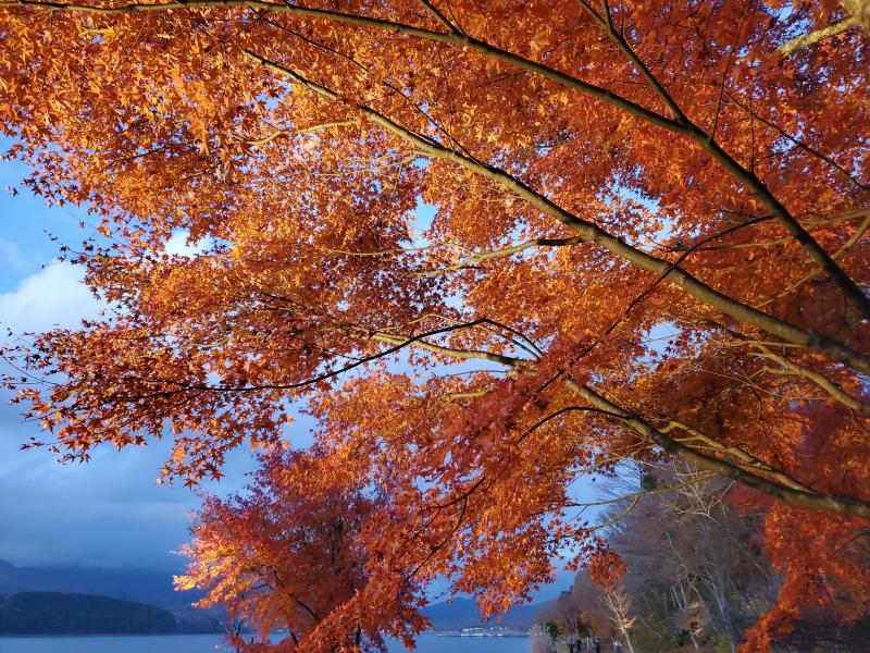 山中湖の紅葉は11月上旬が見頃です